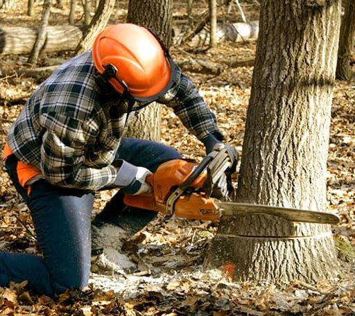 Tree Removal in Newport News, VA